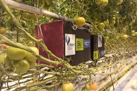 Ученые Северо-Кавказского университета повышают урожайность томатов с помощью звука
